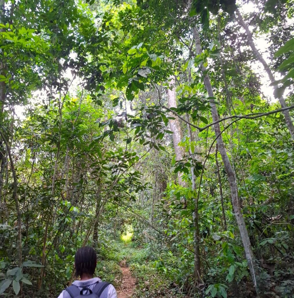 Parc-National-de-Taï-Forêt-primaire-et-biodiversité-unique-conclusions-recommandations-vue-guide-foret
