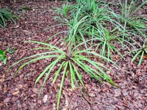 Assinie-Côte-d’Ivoire-Plages-de-rêve-et-activités-clés-parc-national-iles-ehotile-visiter