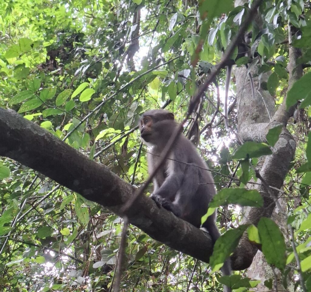 Vaccins-pour-voyager-en-Côte-d’Ivoire-Guide 2025-singe