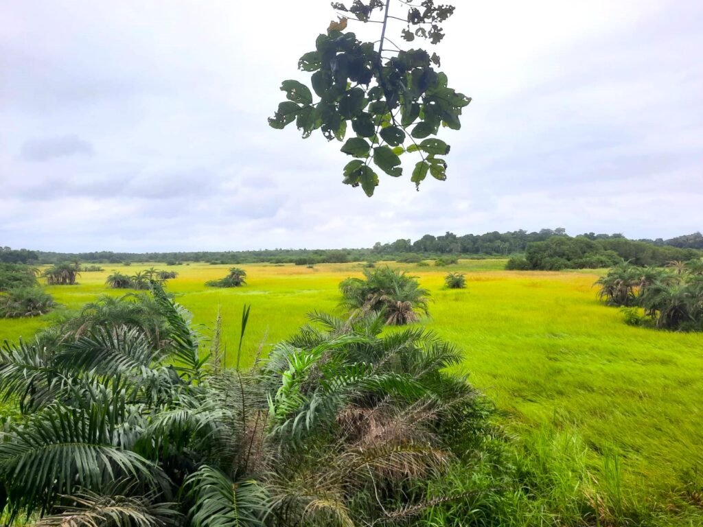 Grand-Lahou-le-vrai-guide-2025-pour-tout-decouvrir-parc-national-azagny