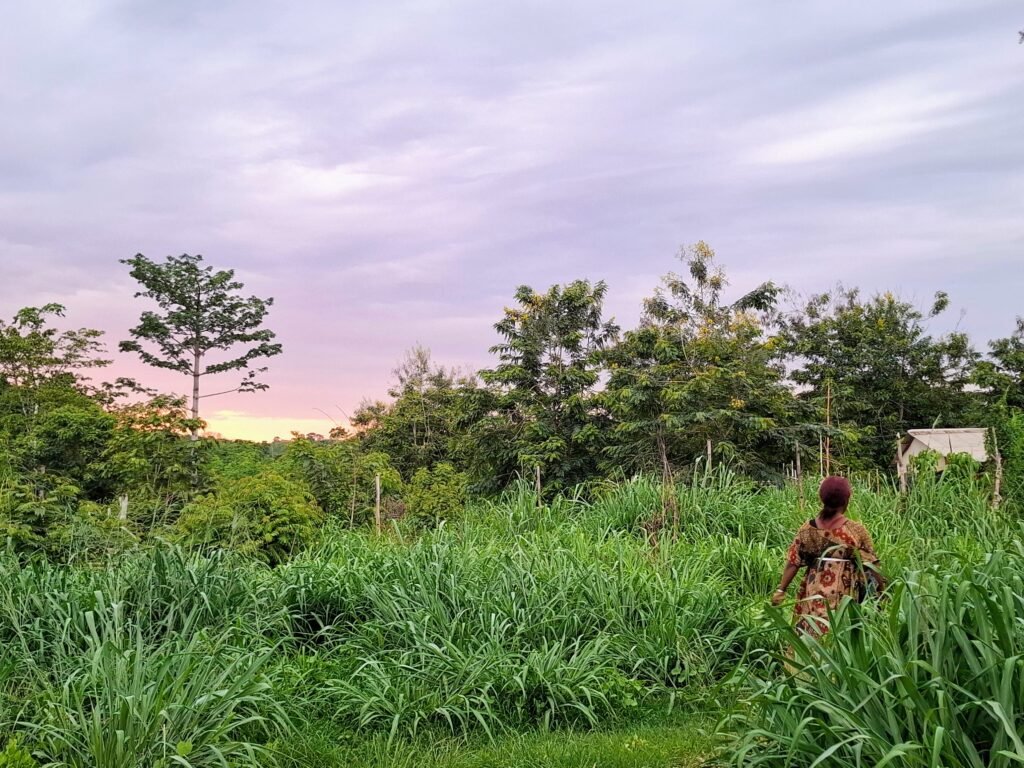 Parc-National-de-Taï-Forêt-primaire-et-biodiversité-unique-daobly