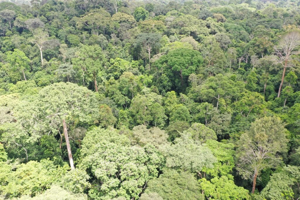 Parc-national-de-Taï-Cote-divoire