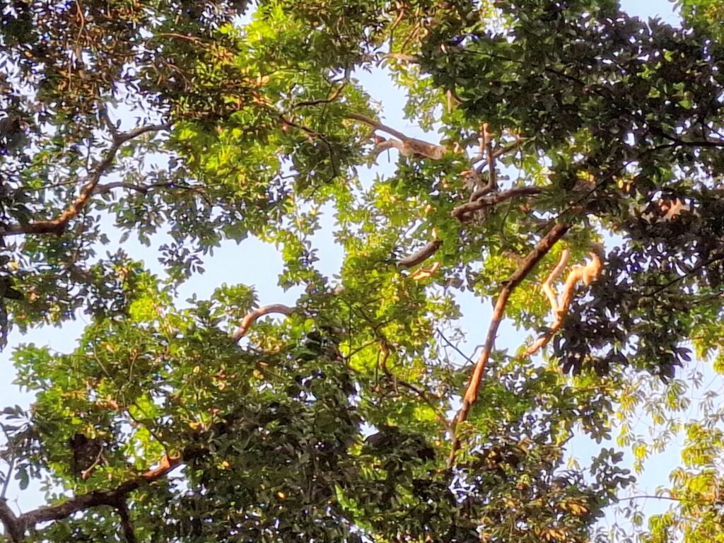 Parc-National-de-Taï-Forêt-primaire-et-biodiversité-unique-conclusions-recommandations