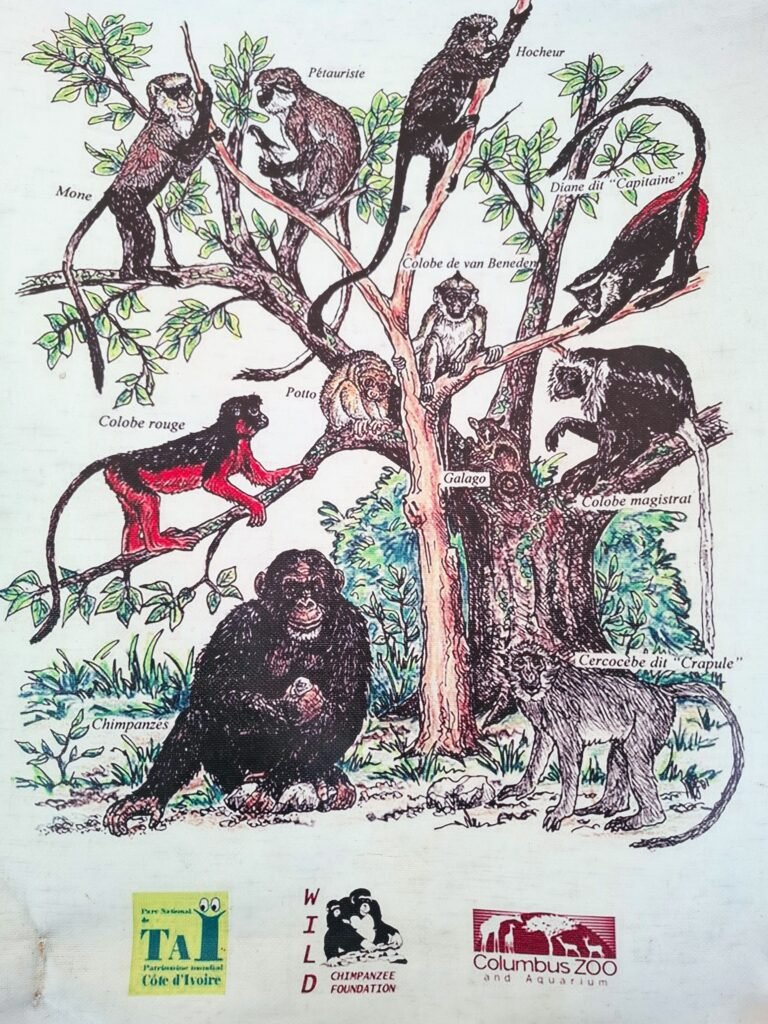 Parc-National-de-Taï-Forêt-primaire-et-biodiversité-unique-faune-emblematique