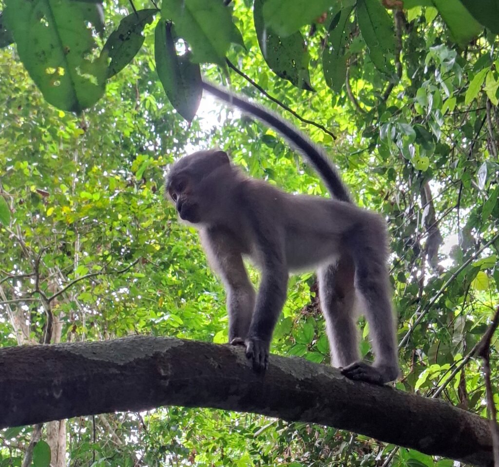 Parc-National-de-Taï-Forêt-primaire-et-biodiversité-unique-singre-gris