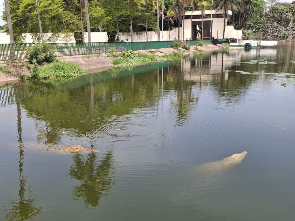 Yamoussoukro-Voyage-au-cœur-d’une-ville-unique-caimans