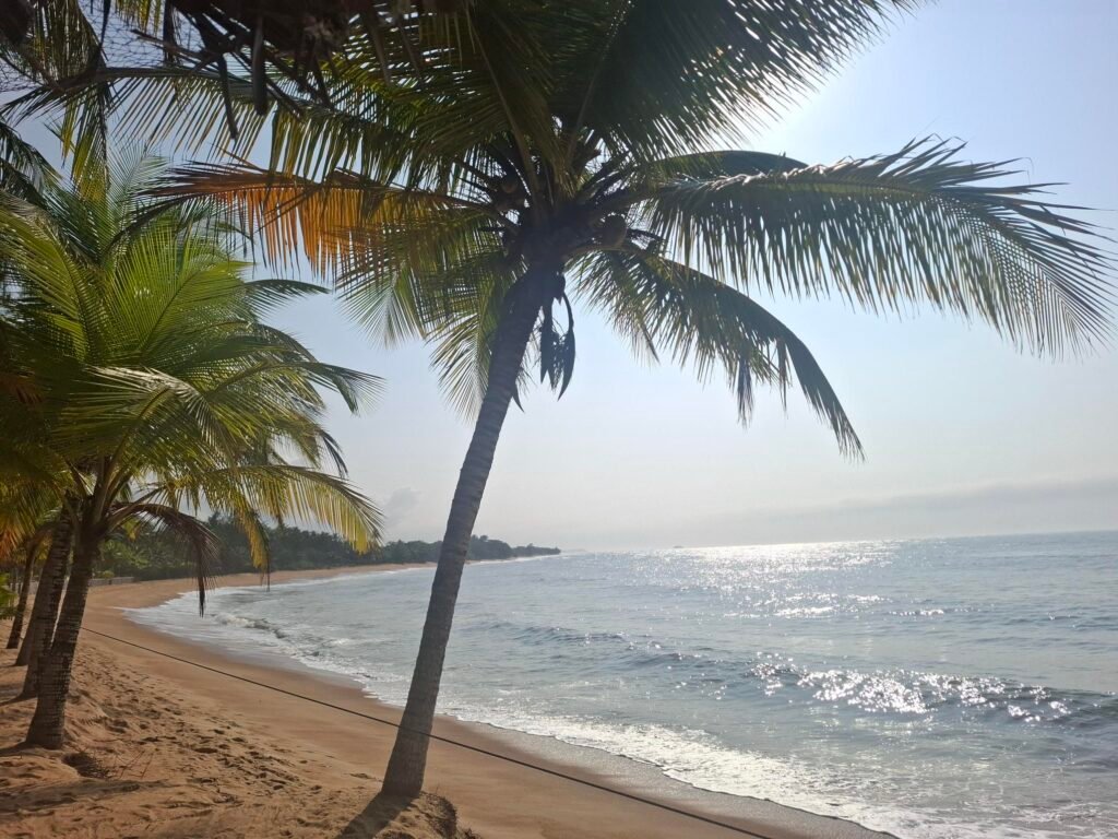 Grand-Béréby-Nature-sauvage-et-plages-secrètes-foret-primaire