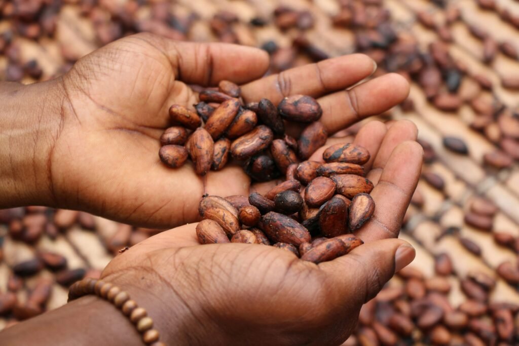 San-Pedro-Le-Guide-Ultime-pour-Tout Découvrir-importance-exportations-cacao
